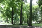 Zasady wycinki drzew na terenie Żyrardowa