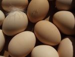 Zakaz sprzedaży drobiu i jaj na Targowisku Miejskim