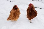 Grypa ptaków – rekompensaty